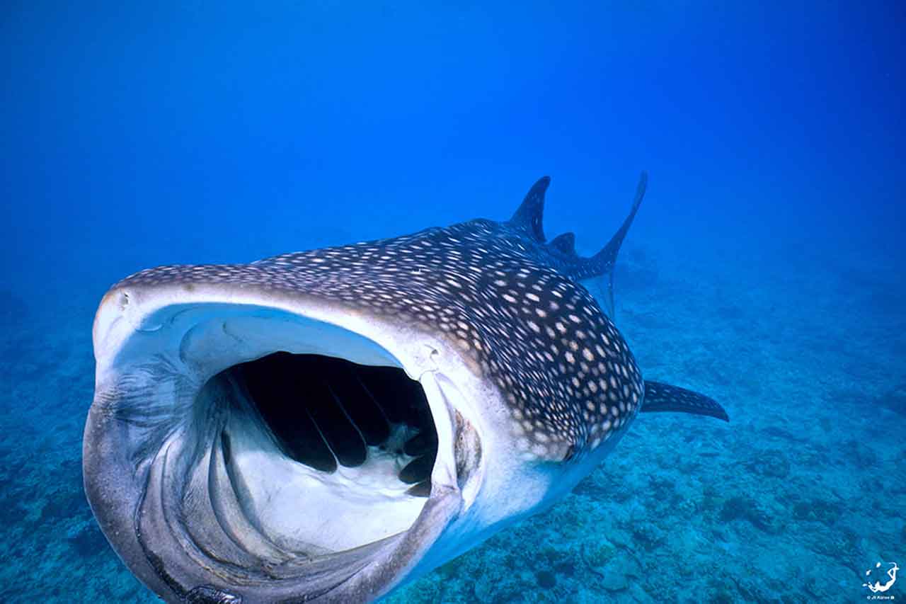 Китовая акула челюсти